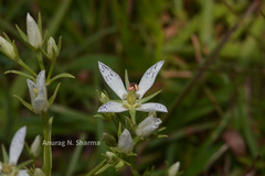 Swertia angustifolia var. pulchella